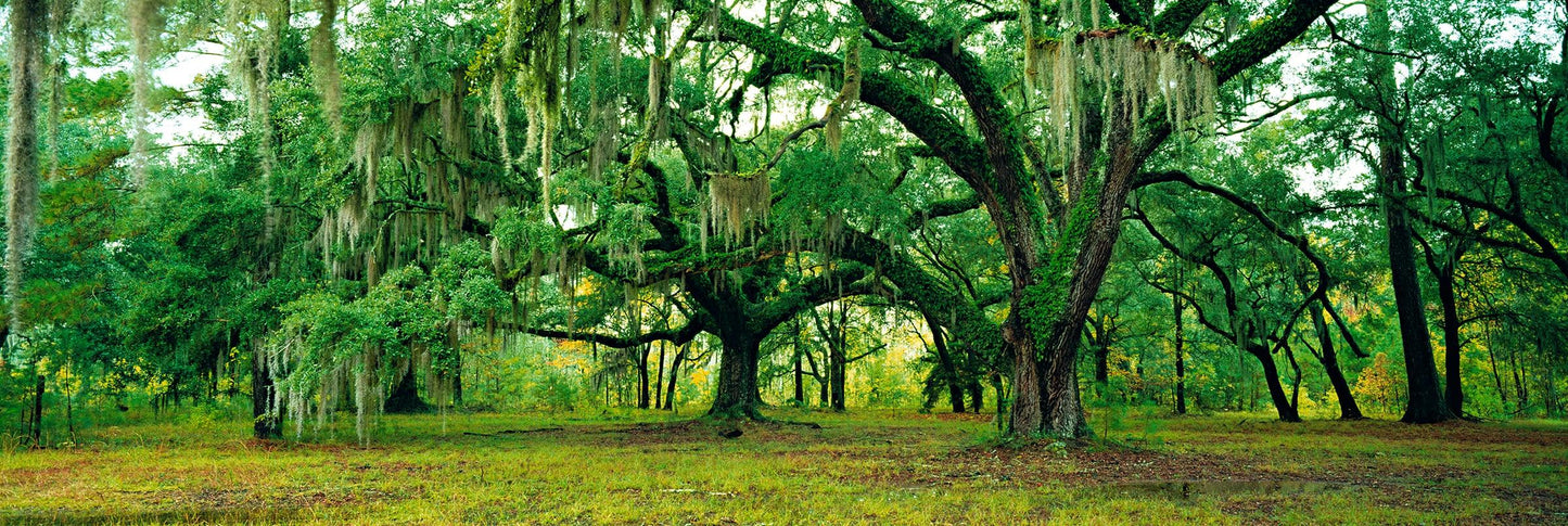 Mystical Forest