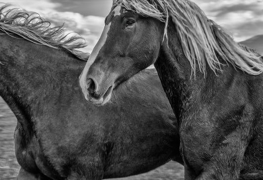 Riders of the Open Range