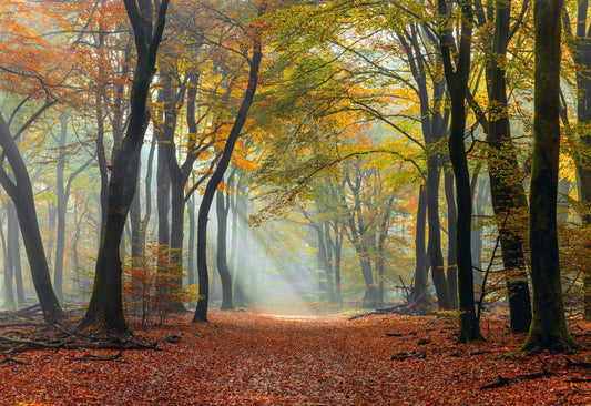 Mystic Pathway