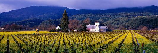 Napa Valley
