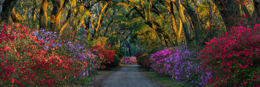 Pastel Promenade