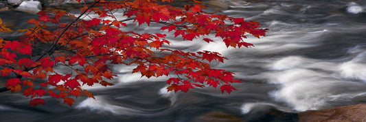 River of Zen