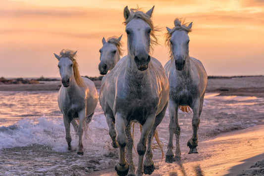 Running Free