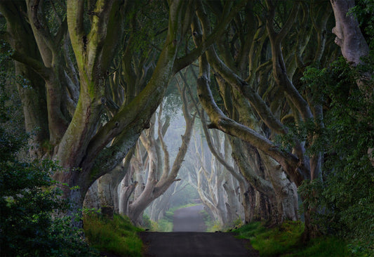 Sacred Grove