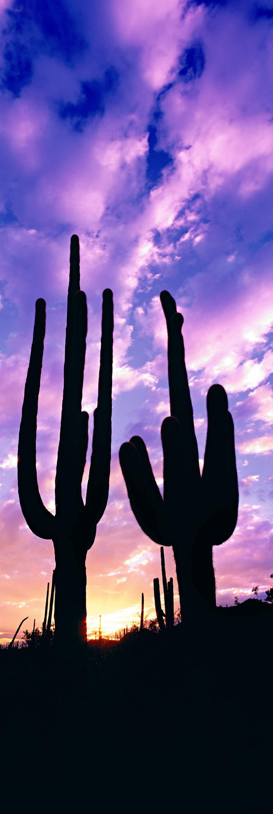 Saguaro
