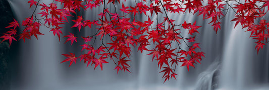 Scarlet Falls