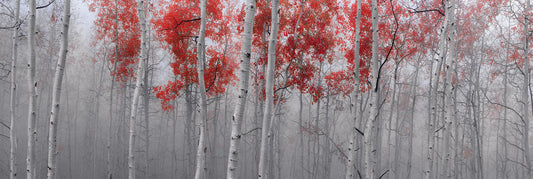 Scarlet Moods