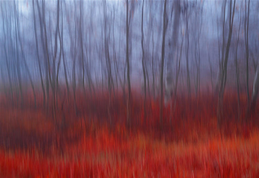 Secret Forest