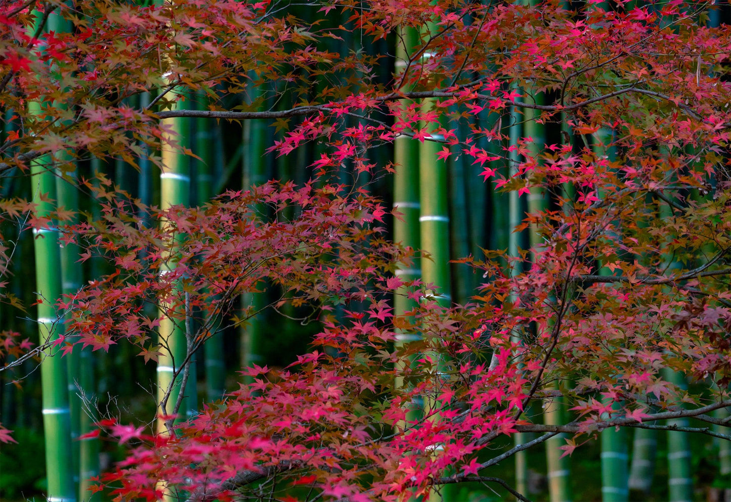 Secret Within
