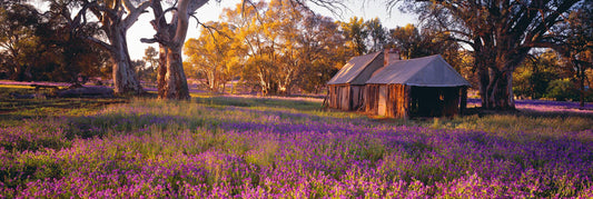 Settlers Meadow