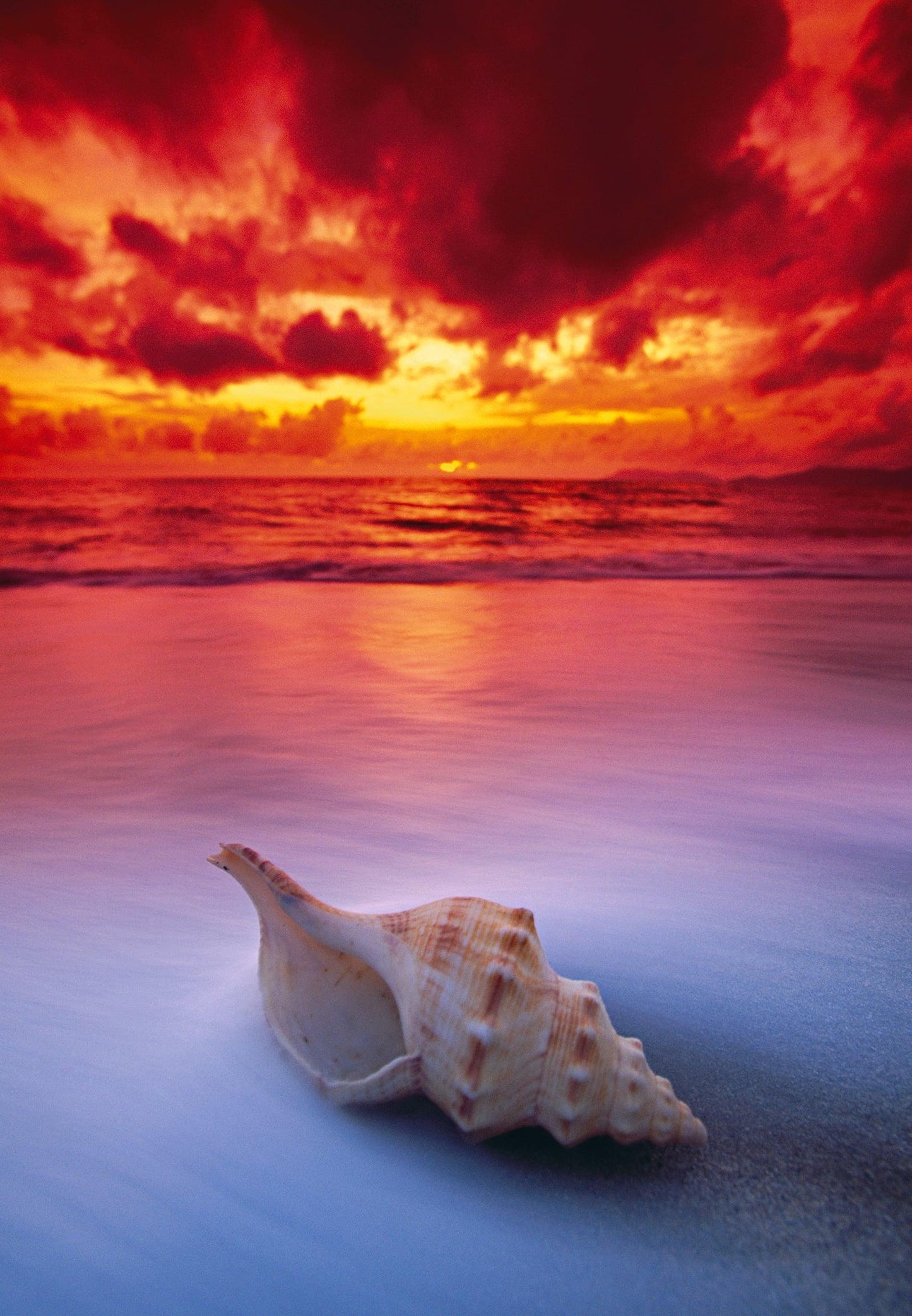 Shell Sunrise