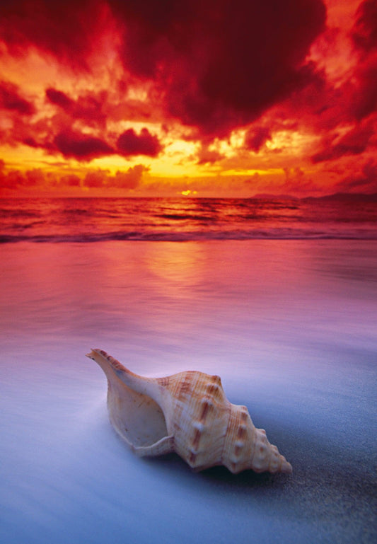 Shell Sunrise