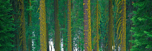 Silent Forest
