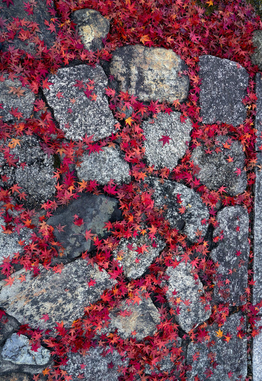 Scarlet Pathway
